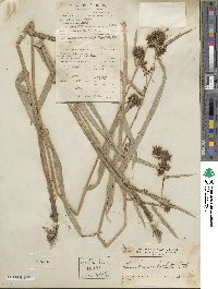 Fuirena umbellata image