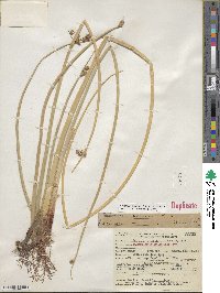 Scirpus acutus image