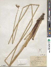 Scirpus acutus image