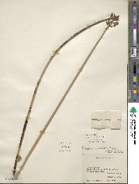 Scirpus acutus image