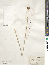 Scirpus acutus image