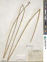 Scirpus acutus image