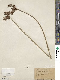 Scirpus acutus image