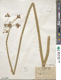 Scirpus acutus image