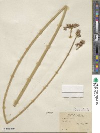 Scirpus acutus image