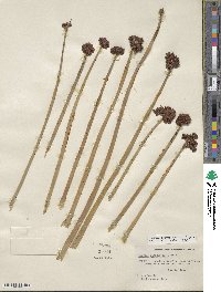 Scirpus acutus image