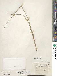 Schoenoplectus americanus image