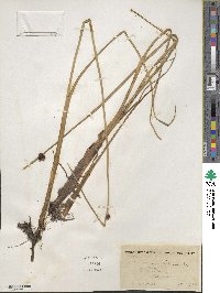 Schoenoplectus americanus image