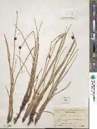 Schoenoplectus americanus image