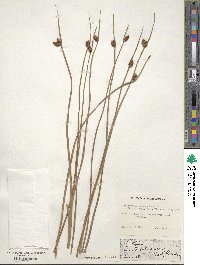 Schoenoplectus americanus image