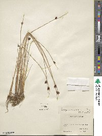 Schoenoplectus americanus image