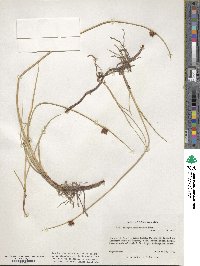 Schoenoplectus americanus image