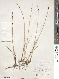 Schoenoplectus americanus image