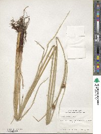 Schoenoplectus americanus image