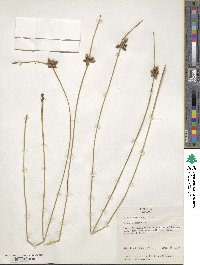 Schoenoplectus americanus image