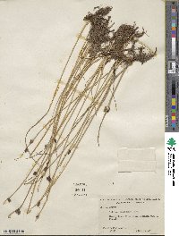 Schoenoplectus americanus image