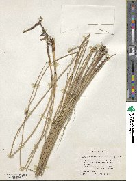 Schoenoplectus pungens image