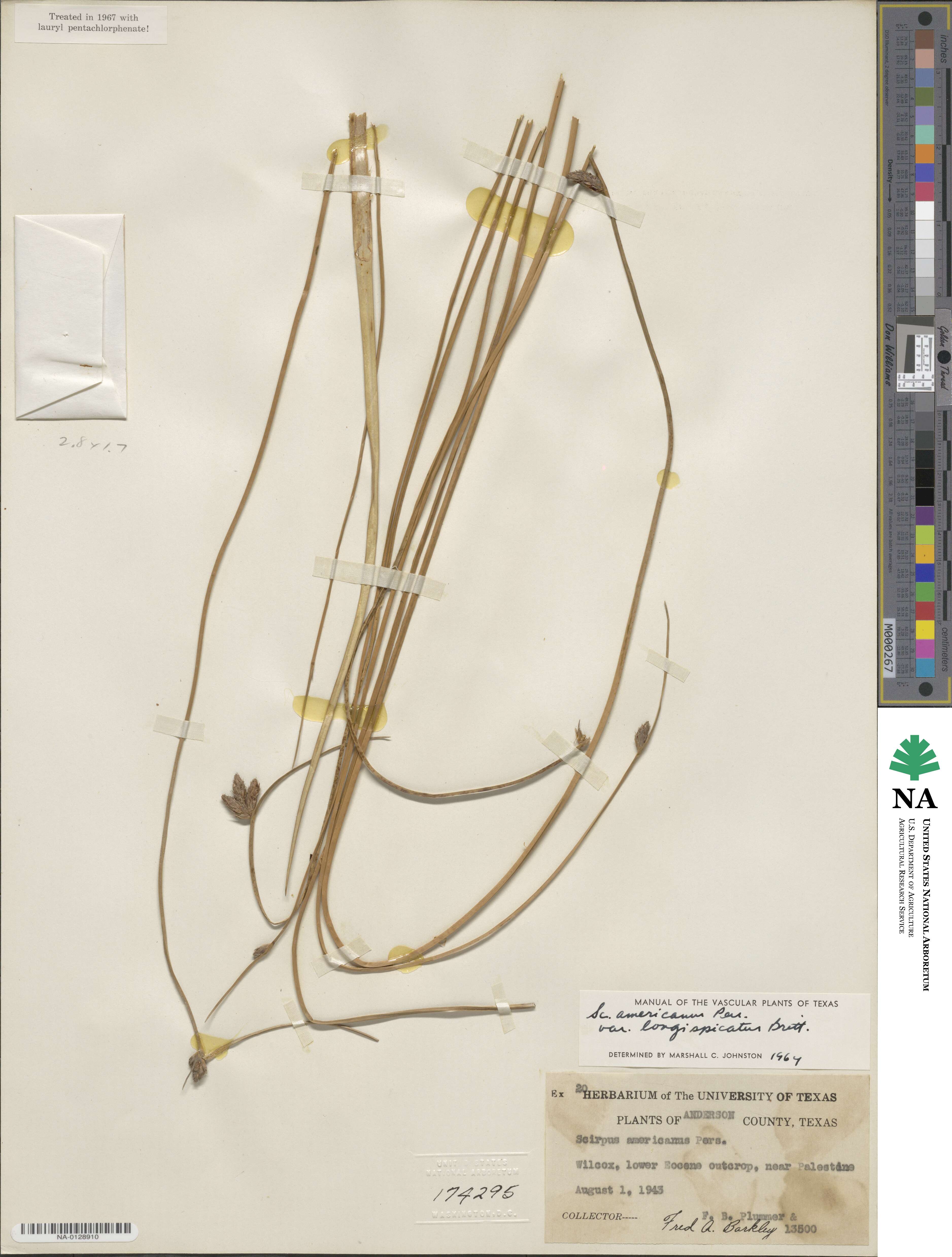 Schoenoplectus pungens image