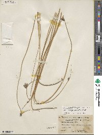 Schoenoplectus pungens var. longispicatus image