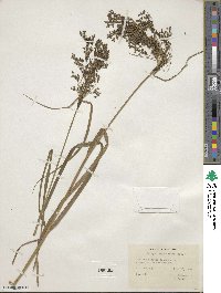 Scirpus atrocinctus image