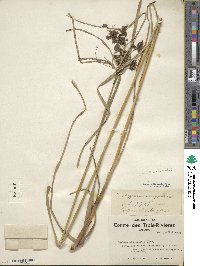 Scirpus atrocinctus image