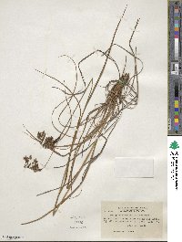 Scirpus atrocinctus image