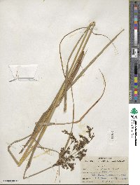 Scirpus atrocinctus image