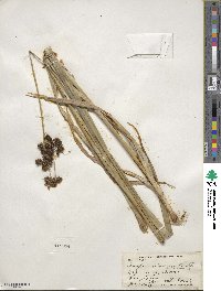 Scirpus atrovirens image