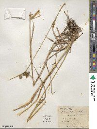 Scirpus atrovirens image