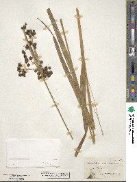 Scirpus atrovirens image