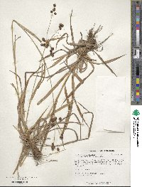 Scirpus atrovirens image