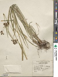 Scirpus atrovirens image