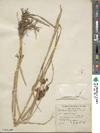 Scirpus atrovirens image