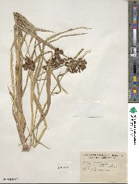 Scirpus atrovirens image