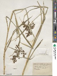 Scirpus atrovirens image