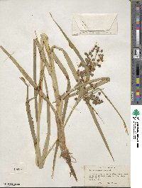 Scirpus atrovirens image