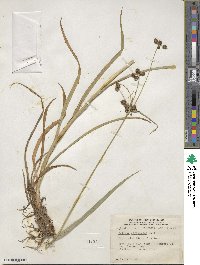 Scirpus atrovirens image