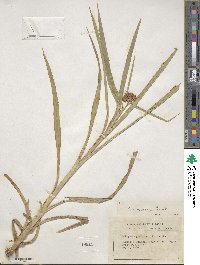 Scirpus atrovirens image