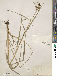 Scirpus atrovirens image