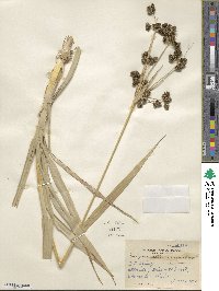 Scirpus atrovirens image