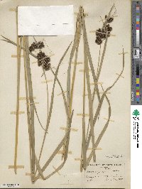 Scirpus atrovirens image