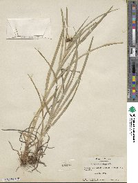 Scirpus atrovirens image