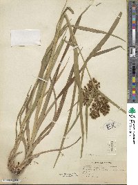 Scirpus atrovirens image