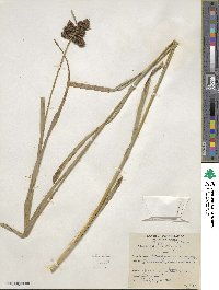 Scirpus atrovirens image