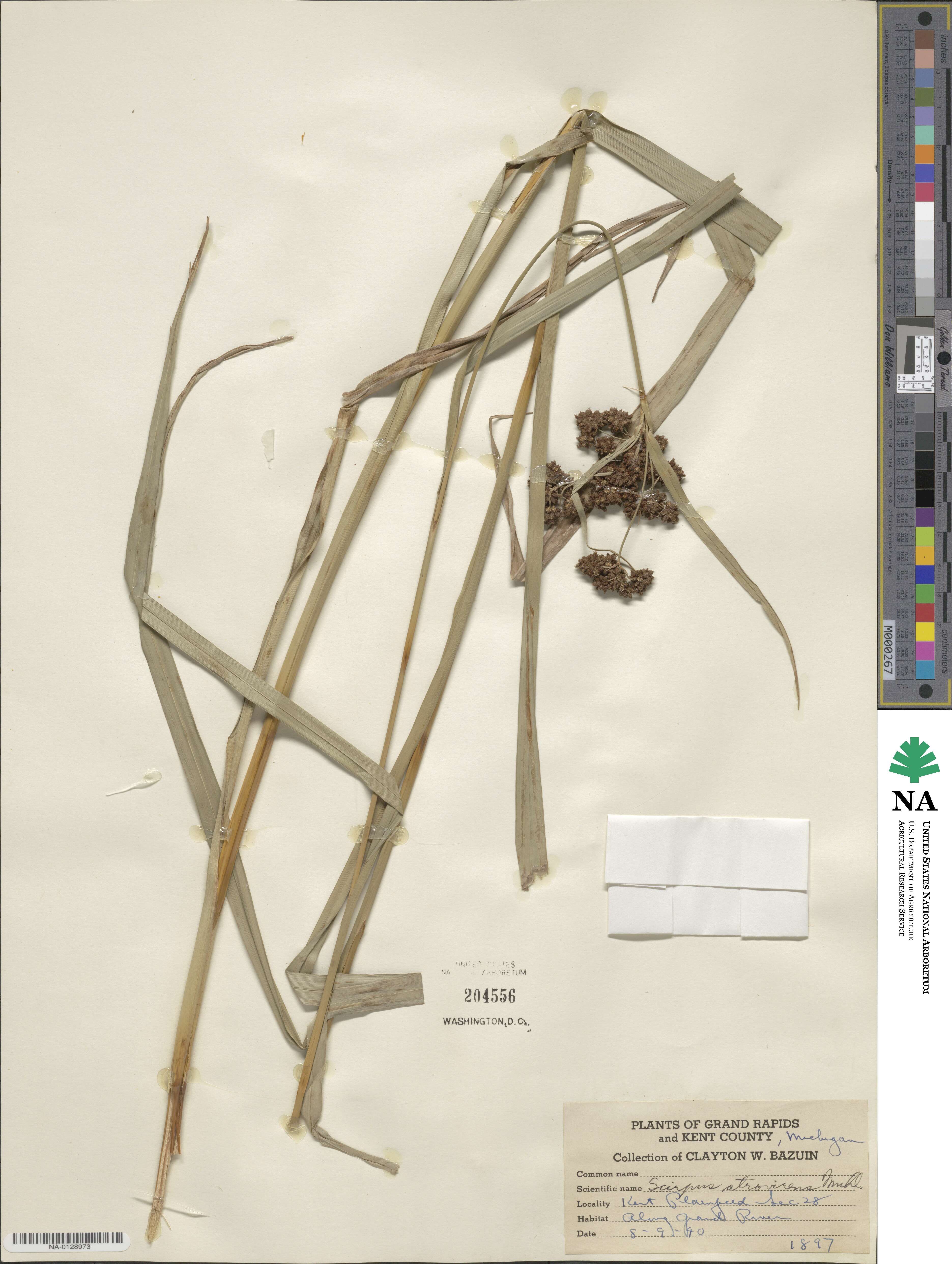 Scirpus atrovirens image