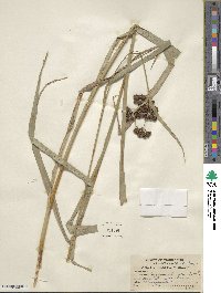 Scirpus atrovirens image