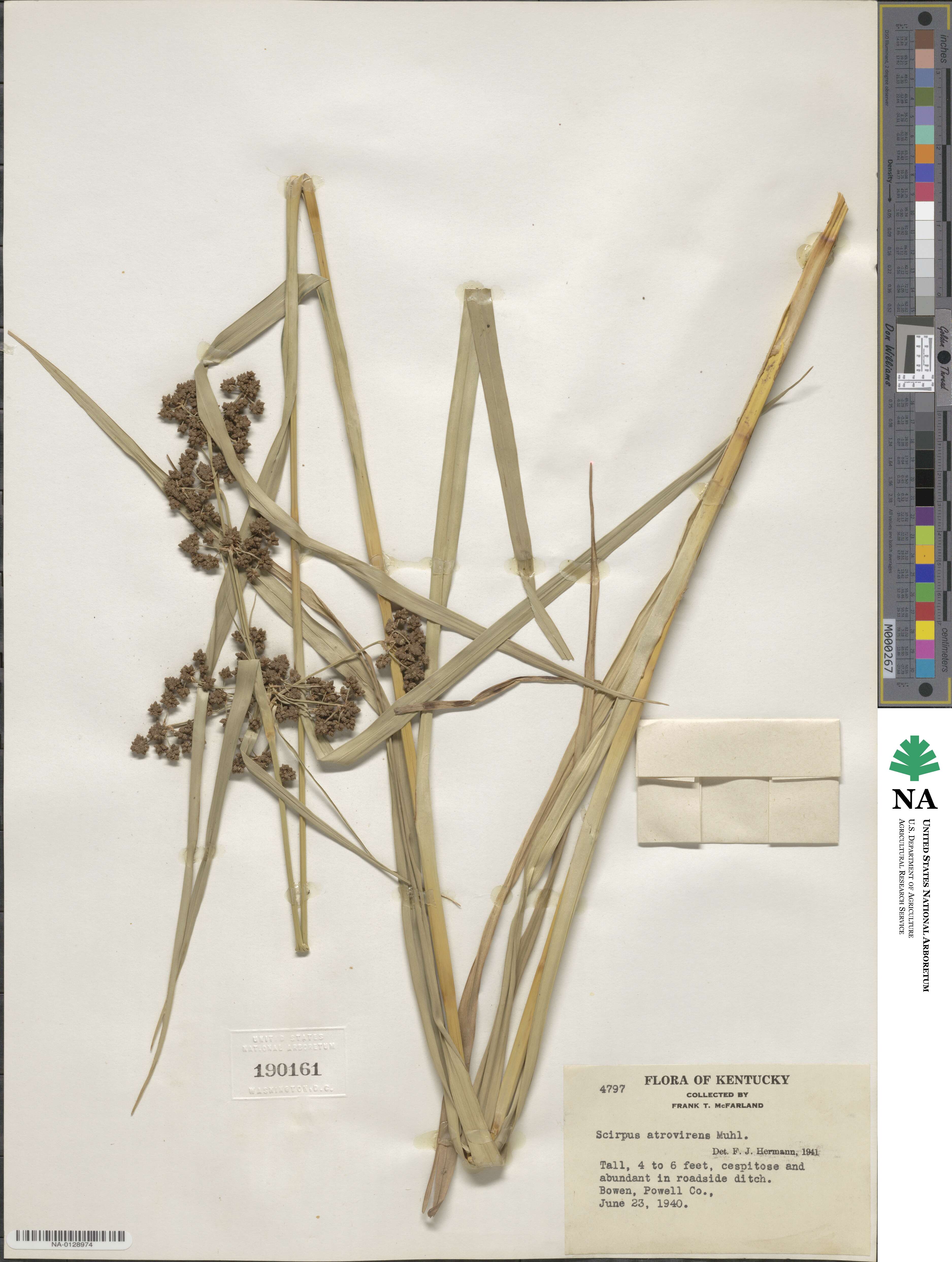 Scirpus atrovirens image