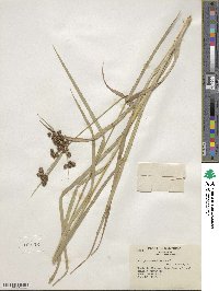 Scirpus atrovirens image