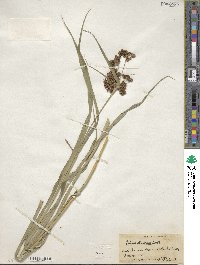 Scirpus atrovirens image