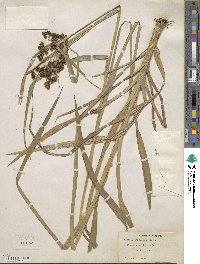 Scirpus atrovirens image